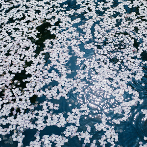 香蕉网美女少妇
